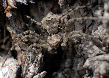 Philodromus  margaritatus